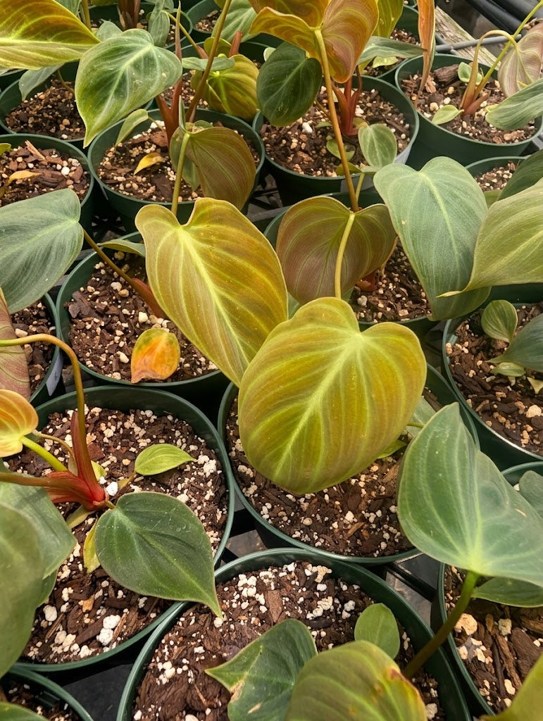 El Chico Red Philodendron