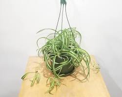 SPIDER PLANT