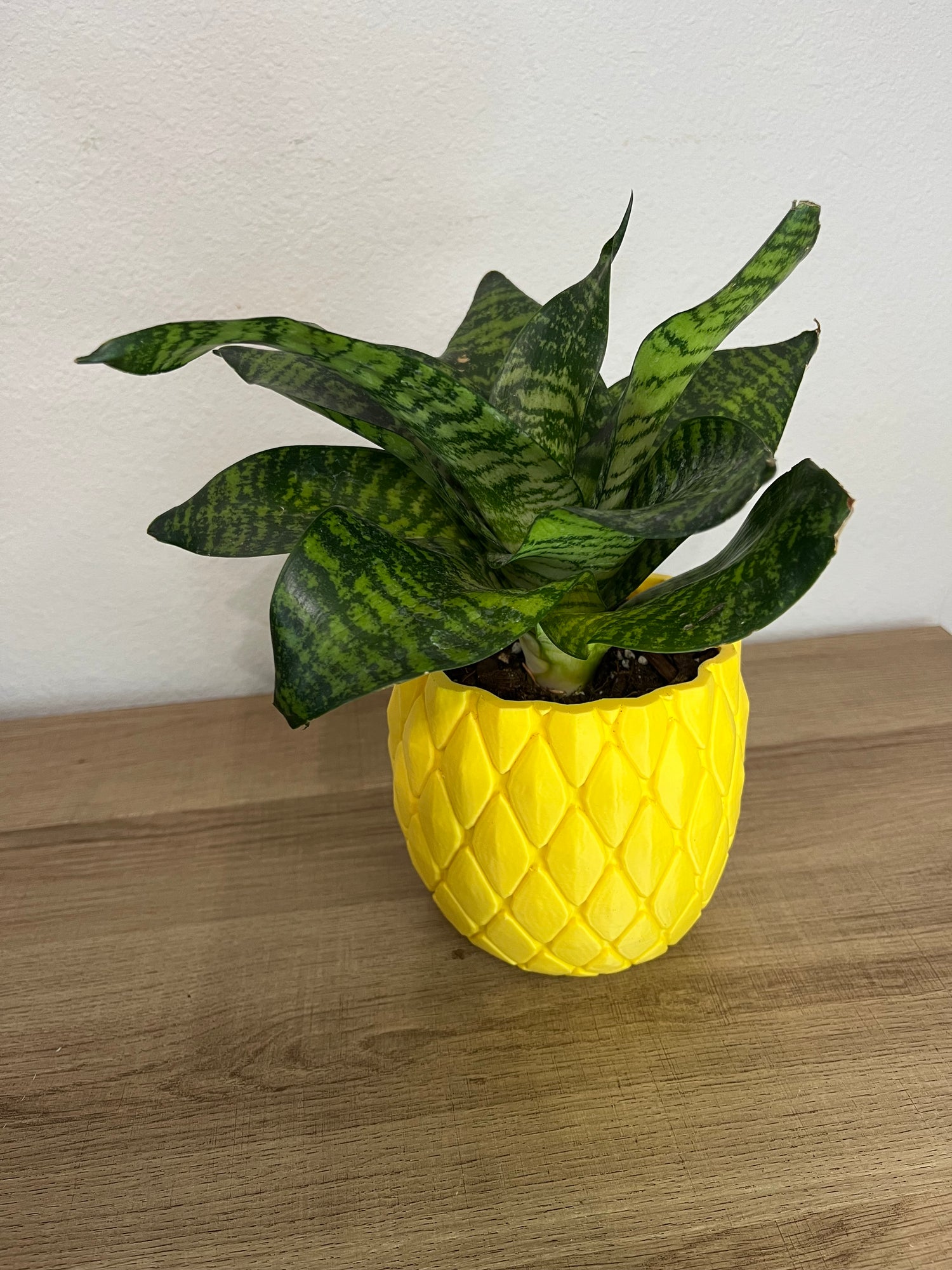 PINEAPPLE POT AND PLANT COMBO