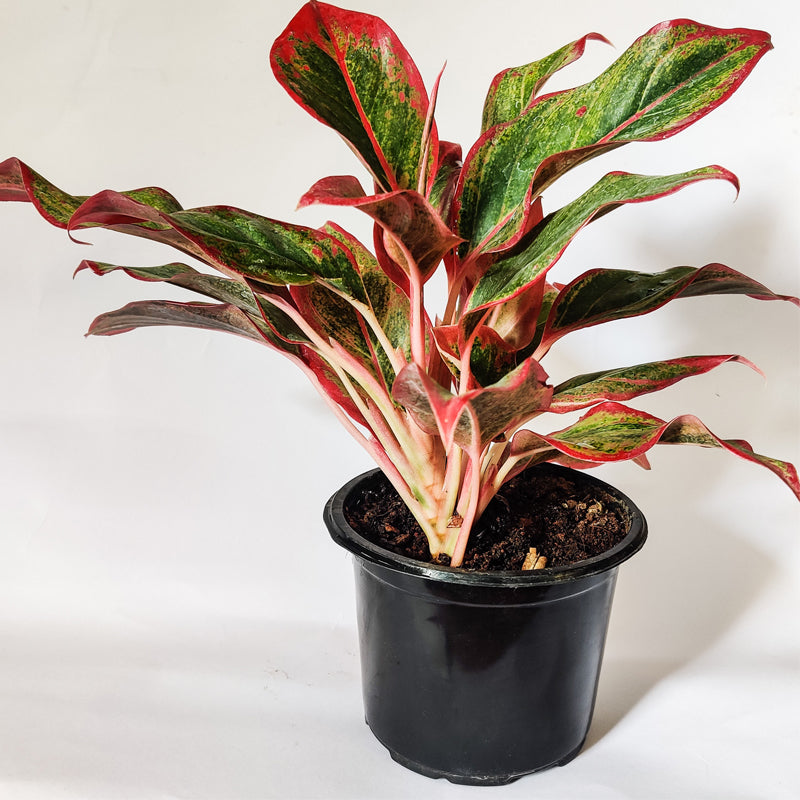 AGLAONEMA SIAM