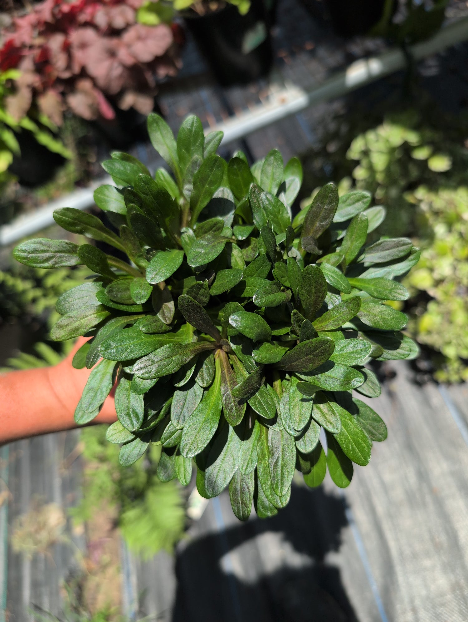 Ajuga