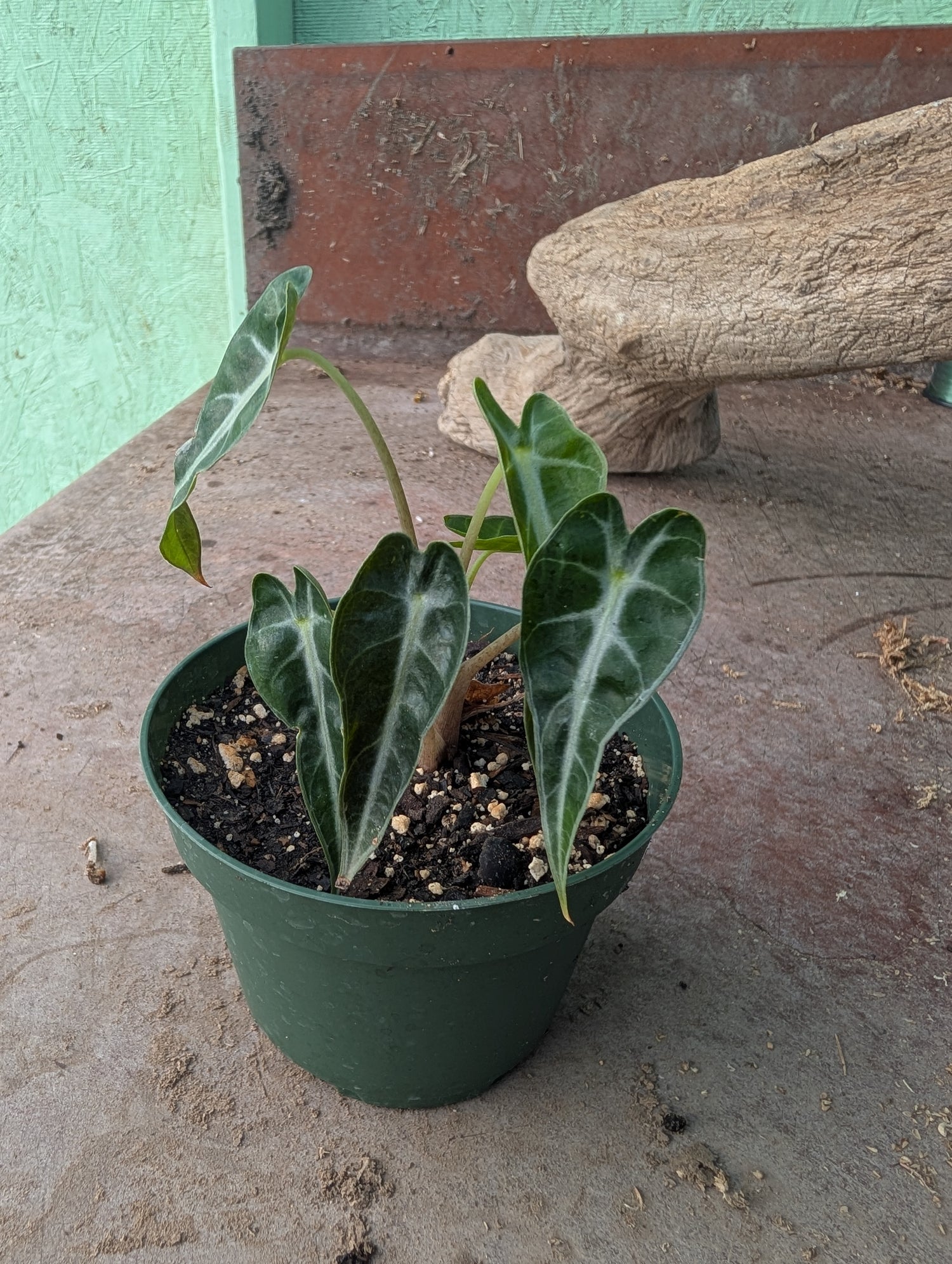 Alocasia Bambino
