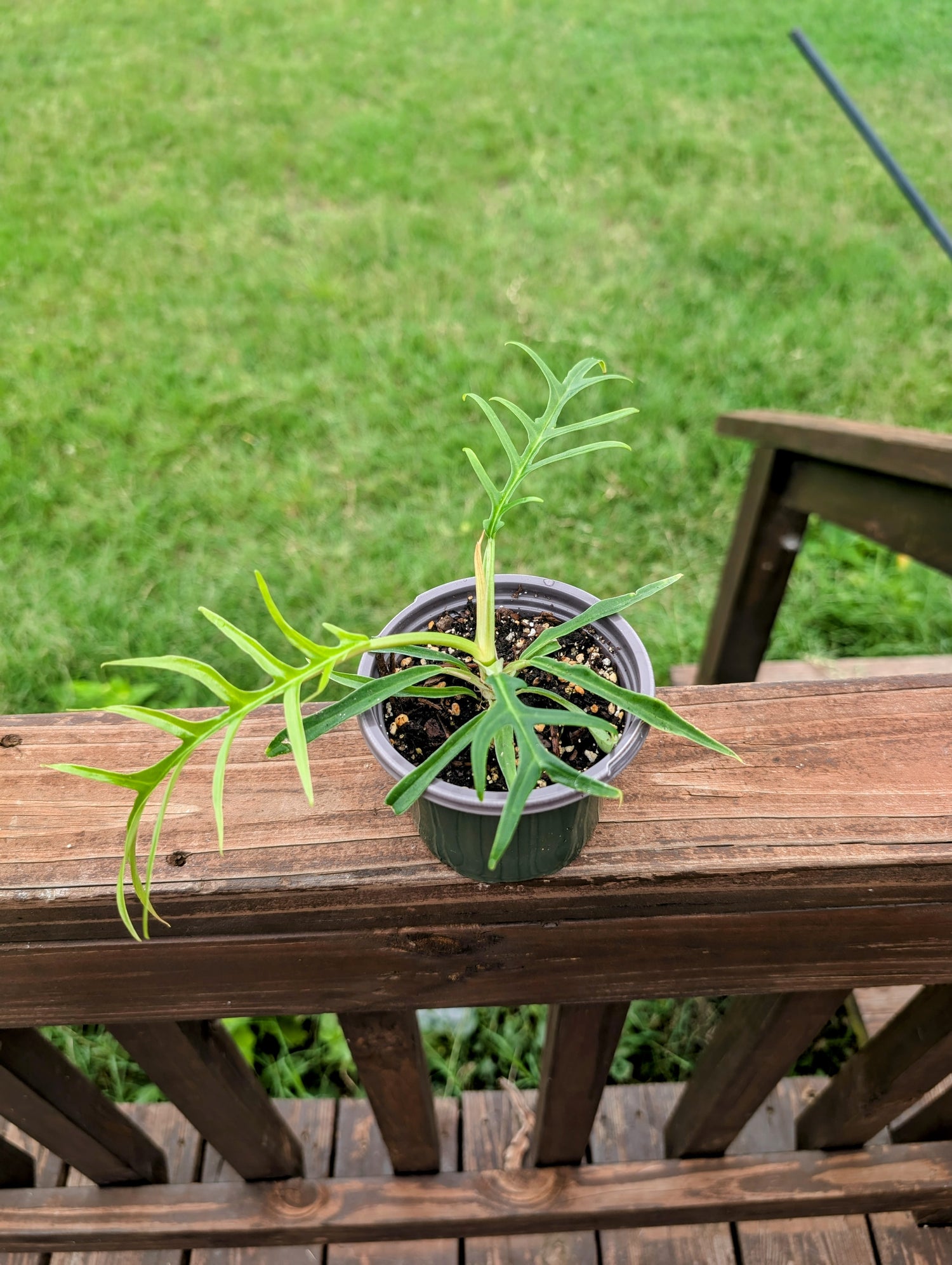 Tortum Philodendron