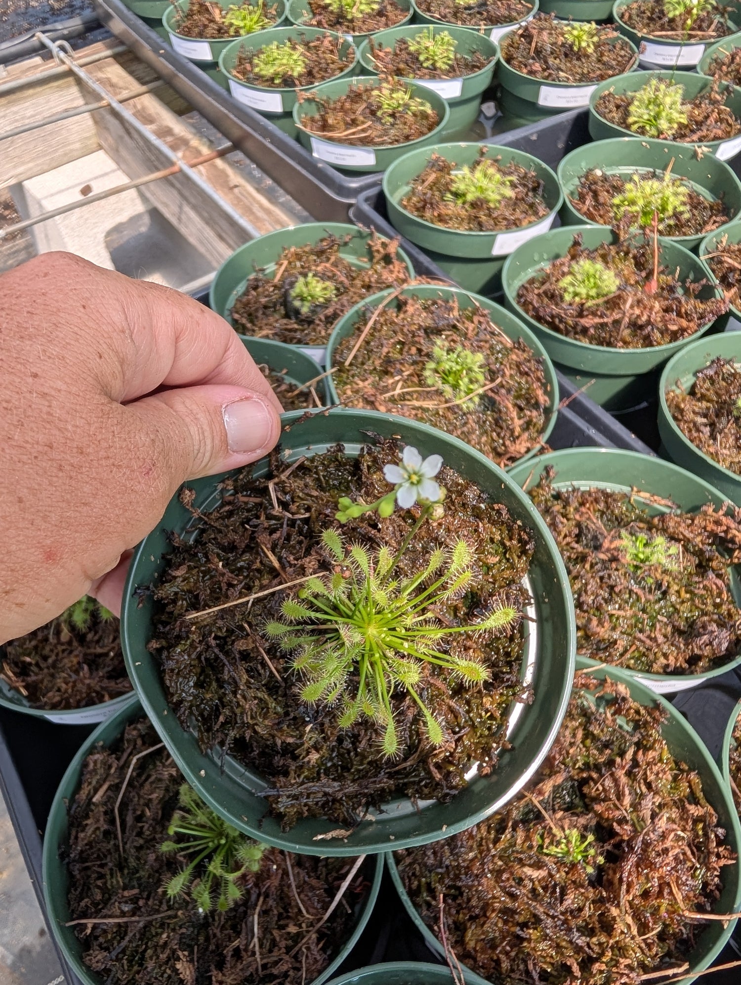 Drosera intermedia