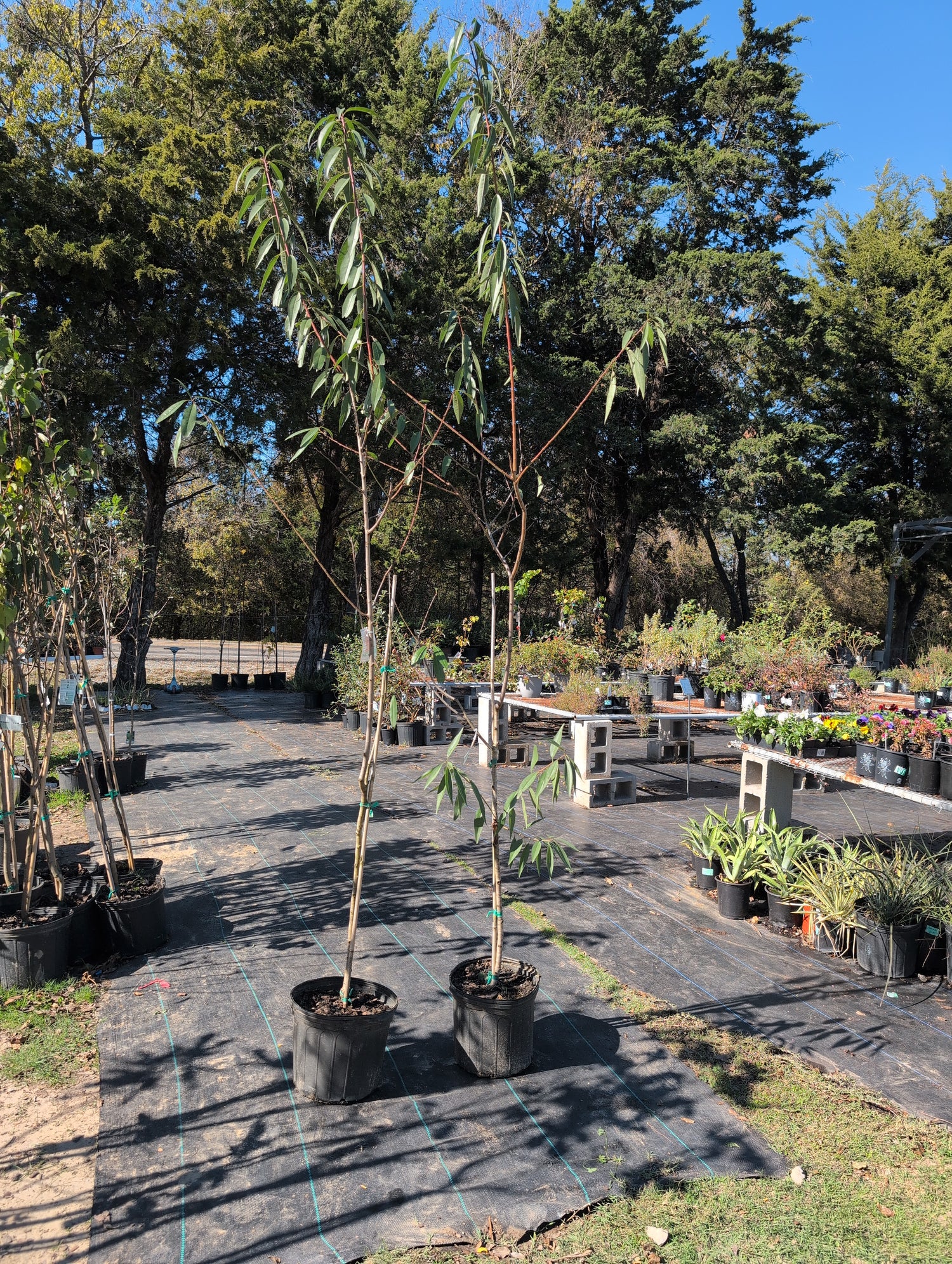 Almond tree