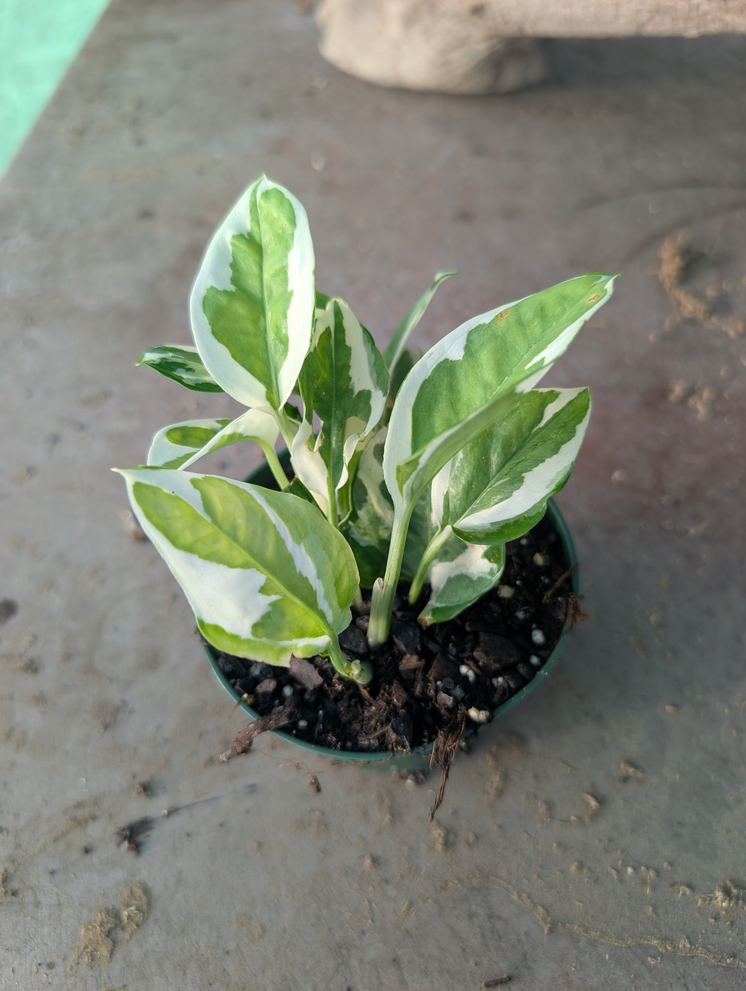 N'Joy Pothos
