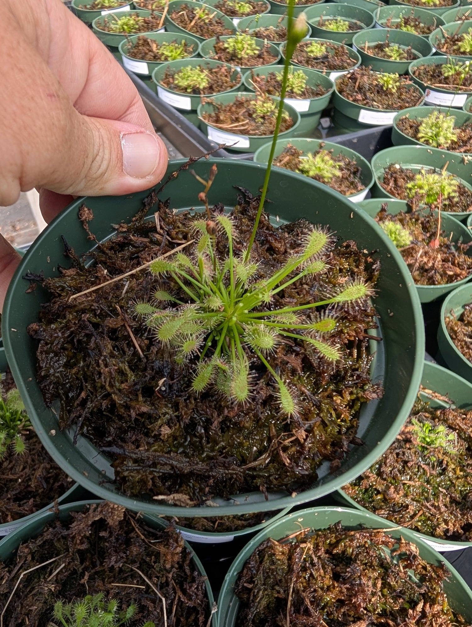 Drosera intermedia