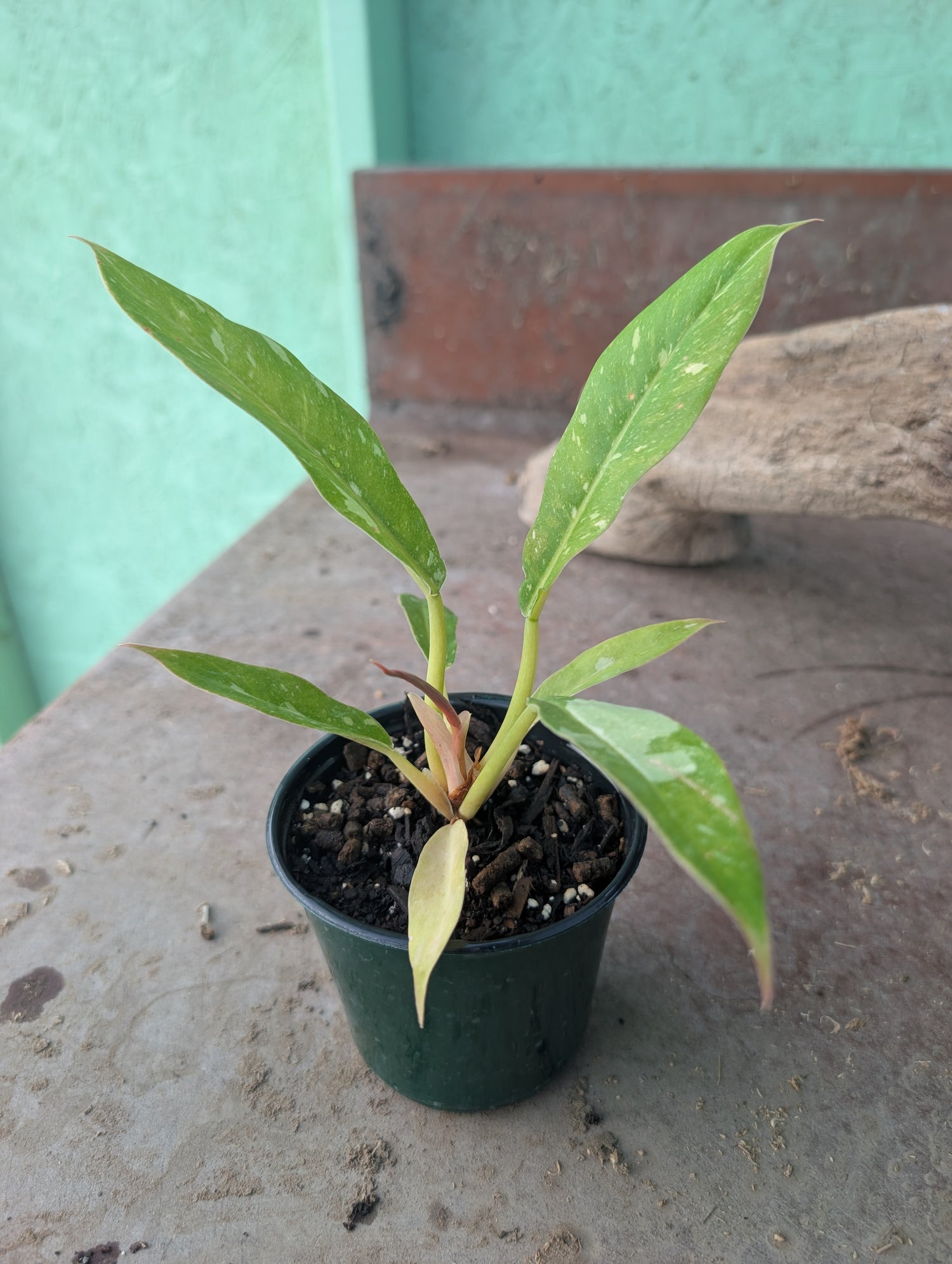 Ring of Fire Philodendron