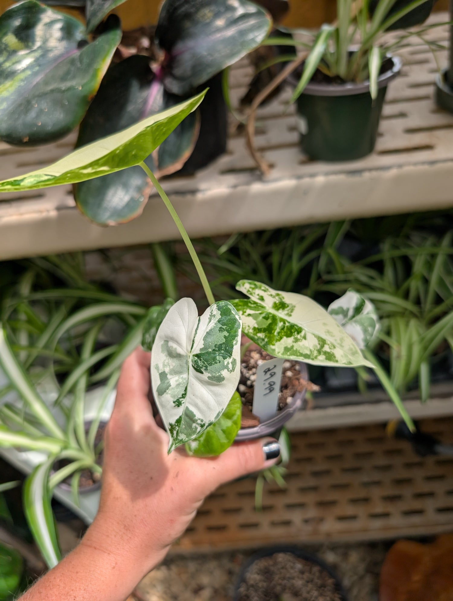 Alocasia Frydek Variegated