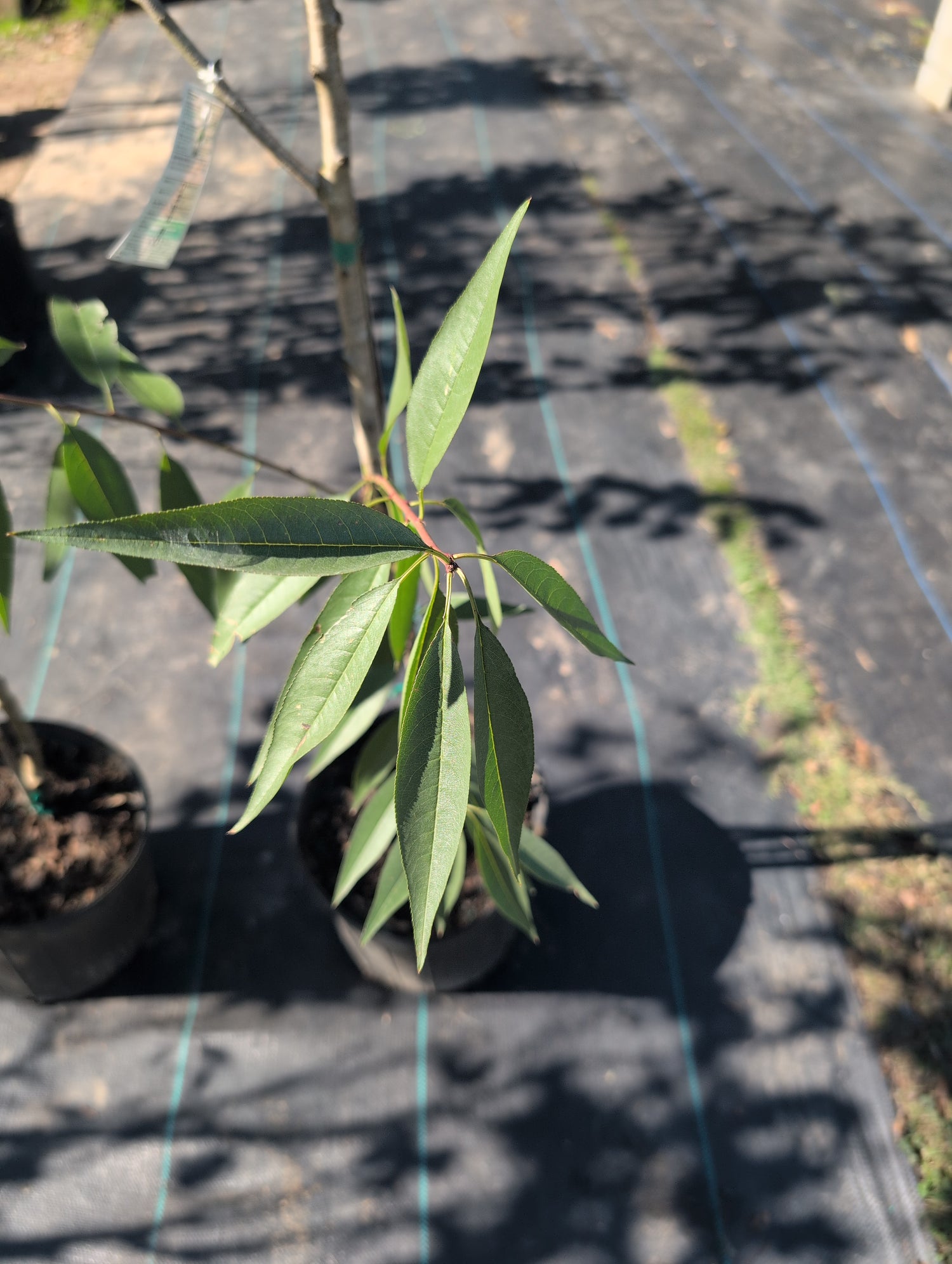 Almond tree