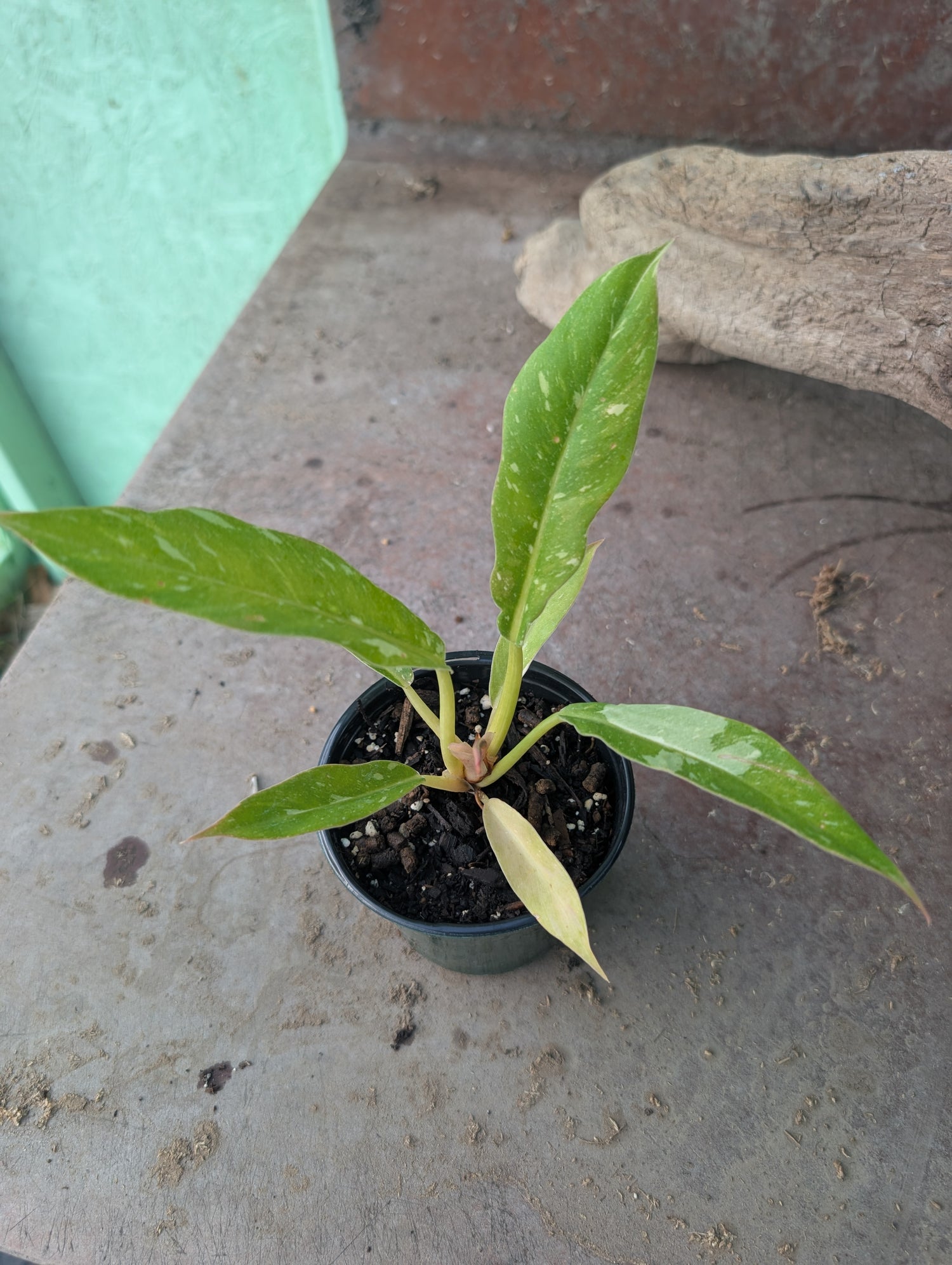 Ring of Fire Philodendron