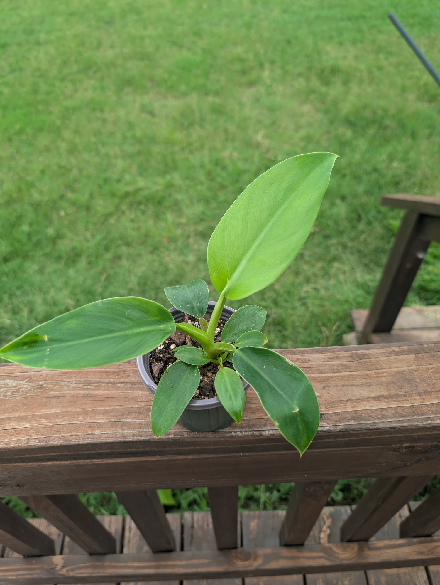 Imperial Green Philodendron