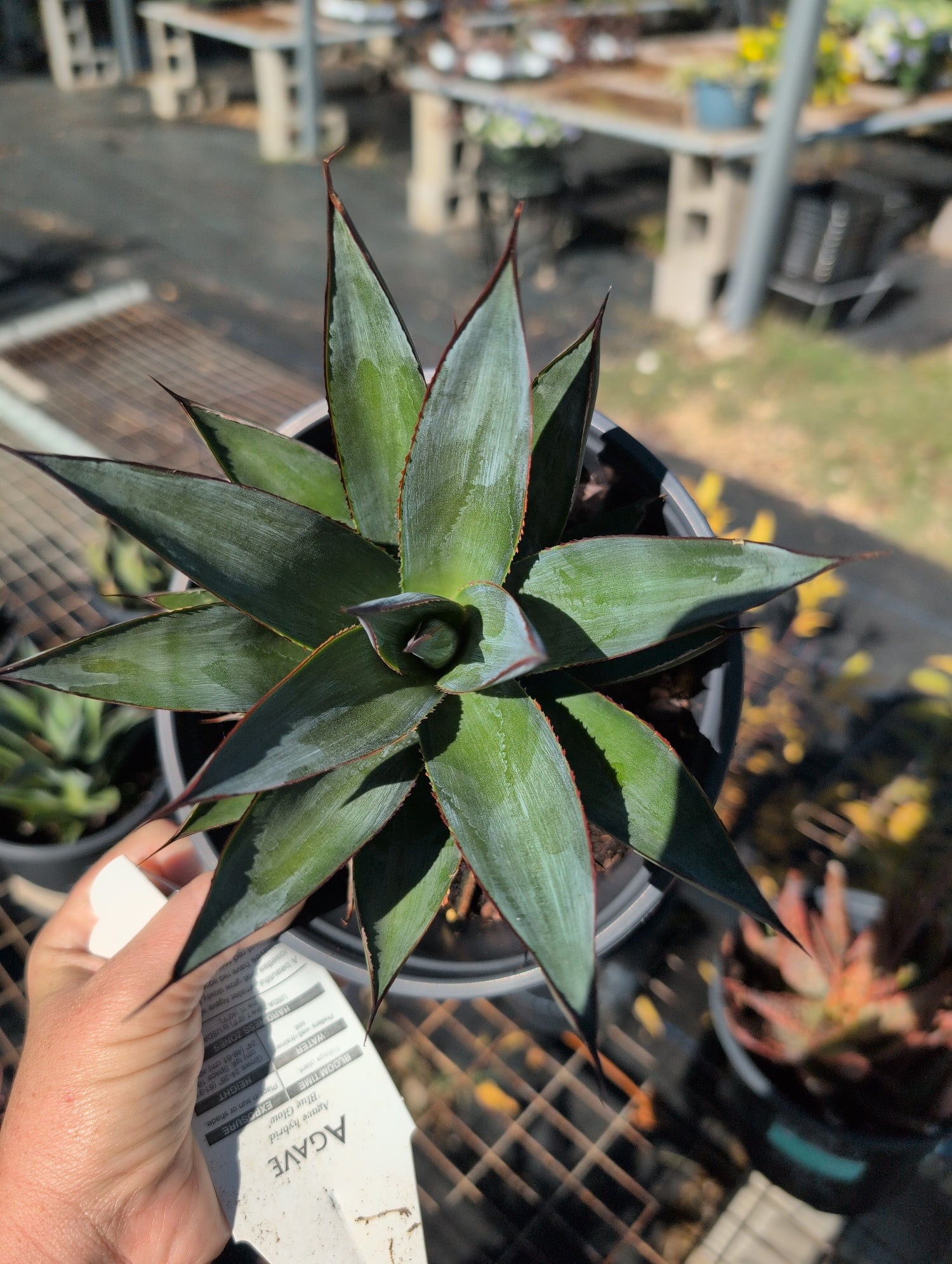 Agave blue glow