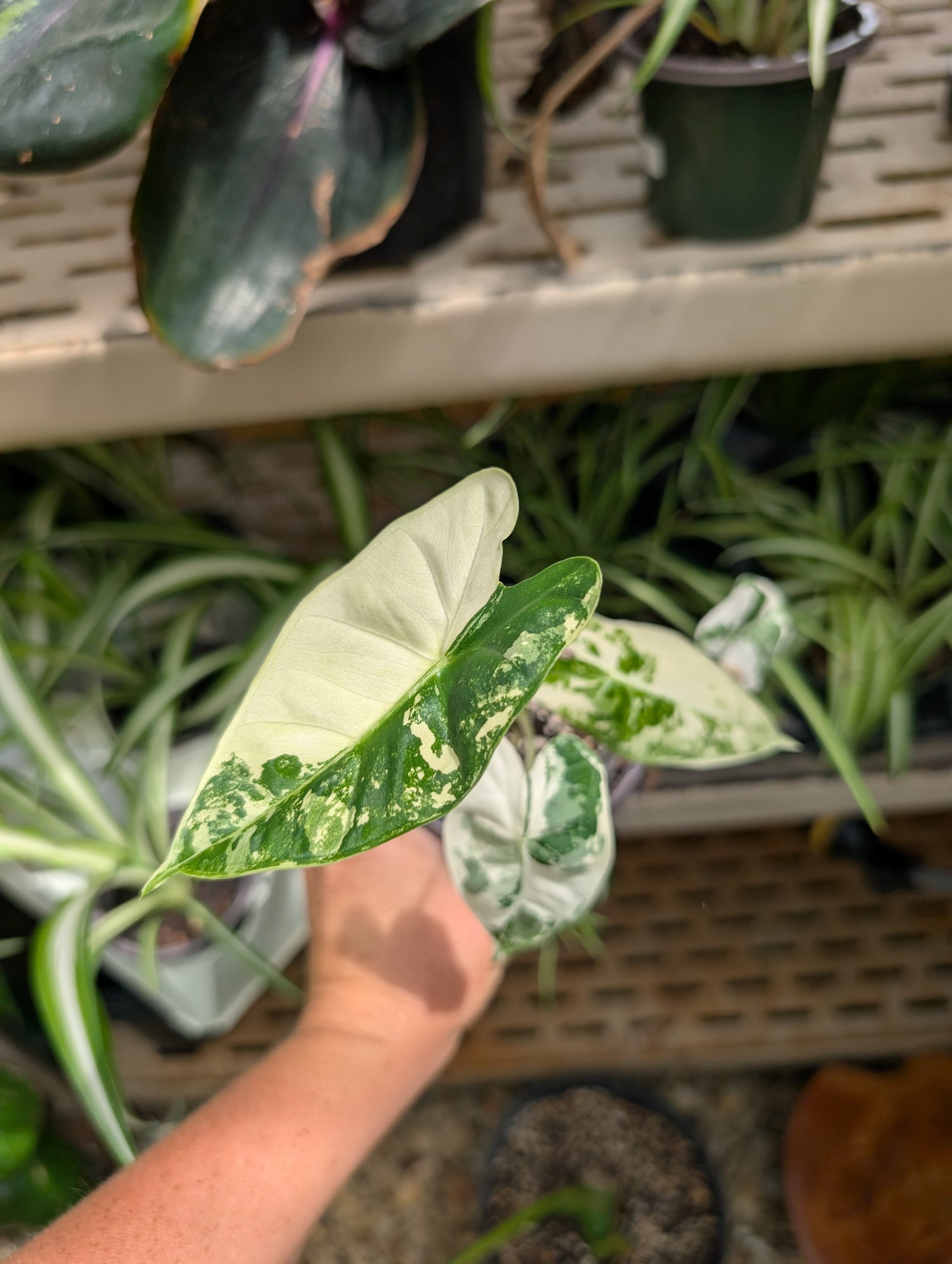 Alocasia Frydek Variegated