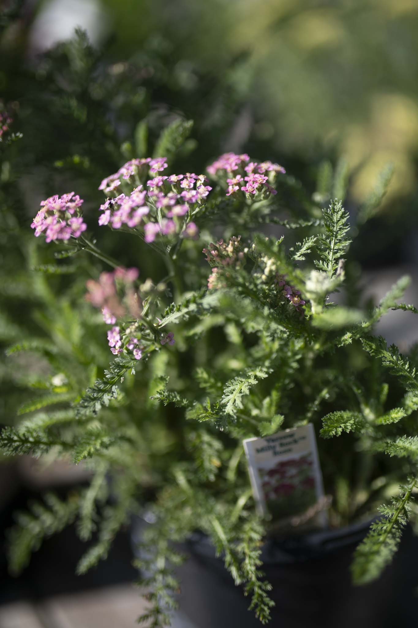 Yarrow