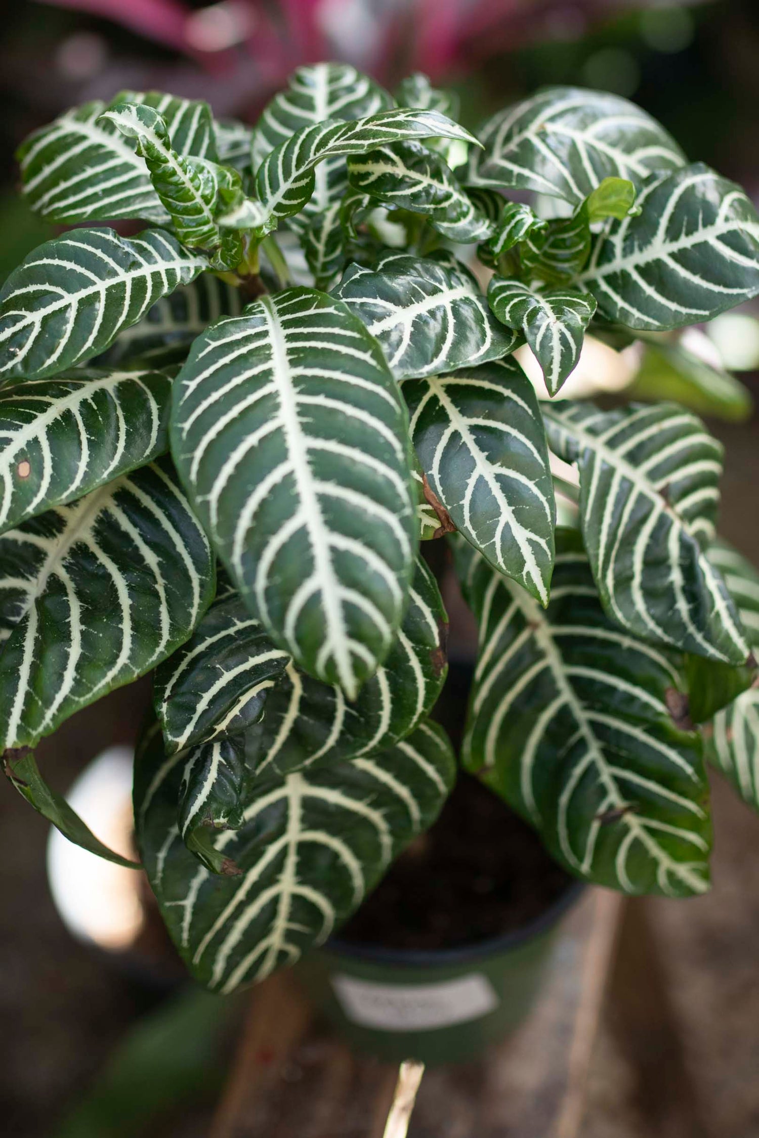 Zebra plant