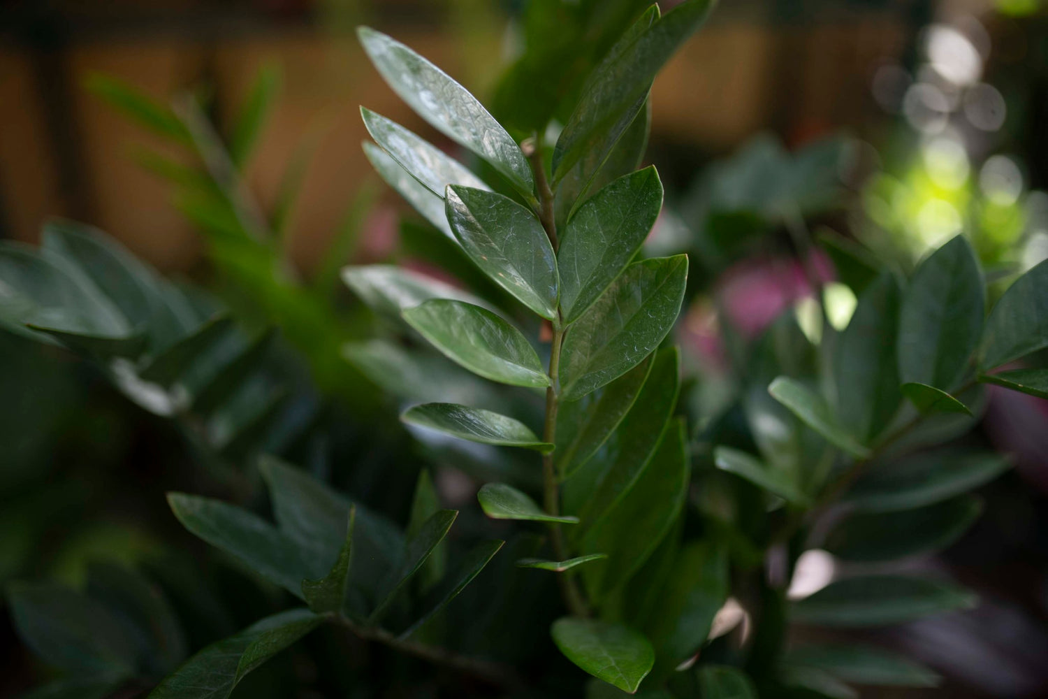 ZZ PLANT