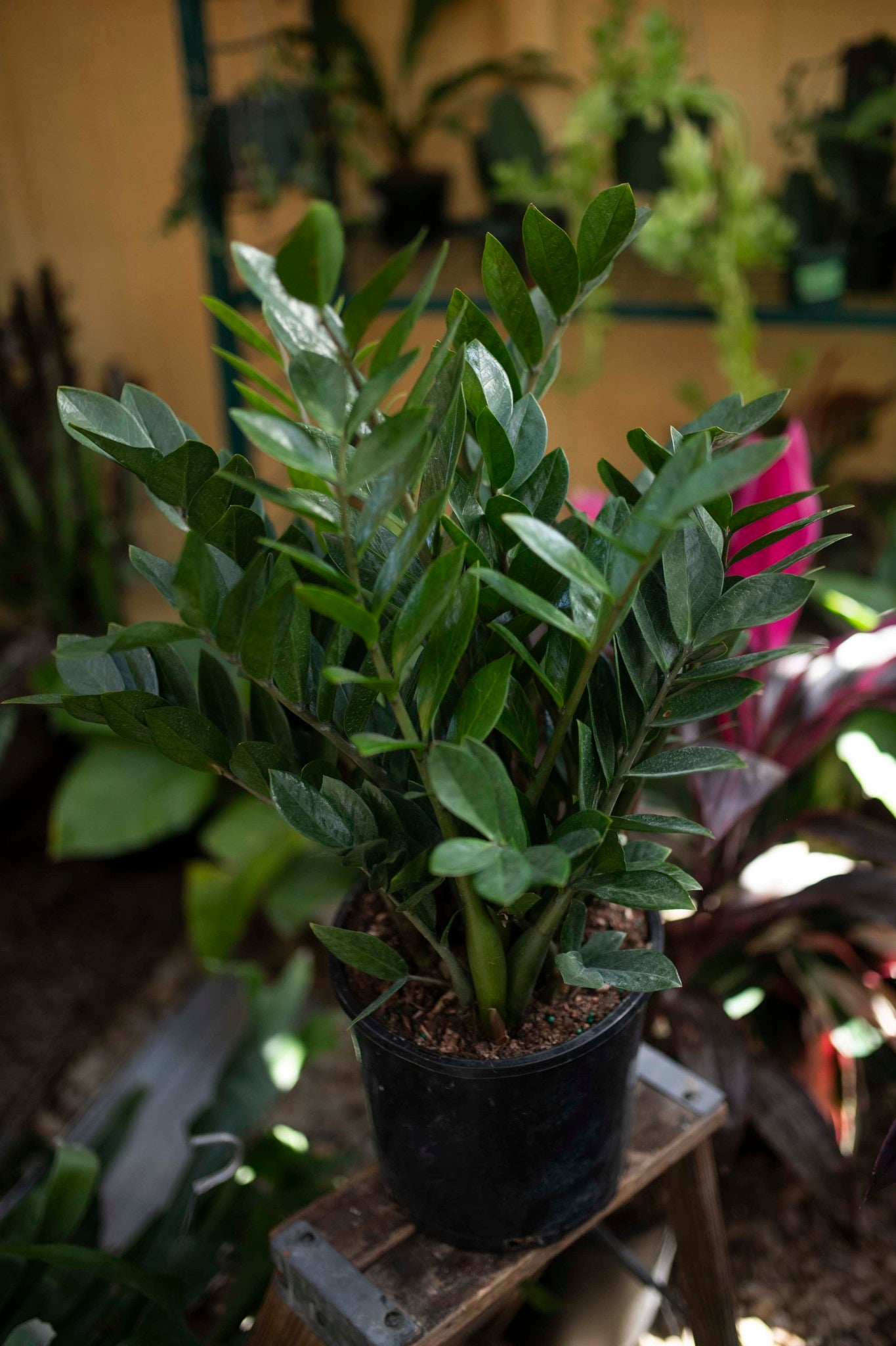 ZZ PLANT